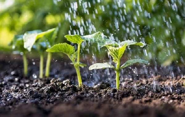 Tưới nước đúng cách giúp duy trì độ ẩm đất tốt hơn