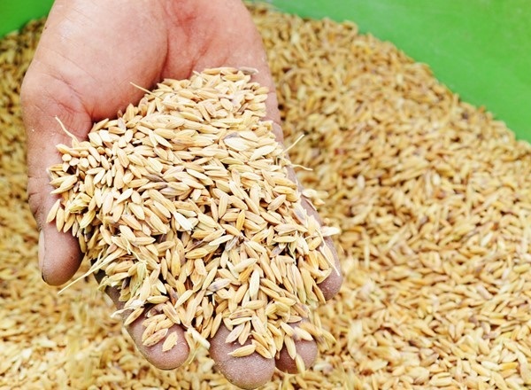 Làm sạch sơ bộ và phân loại thóc gạo theo kích thước