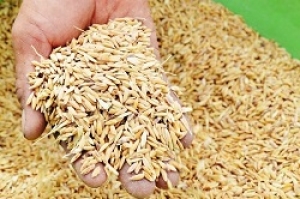 Độ ẩm thích hợp để bảo quản thóc gạo luôn thơm ngon và được lâu