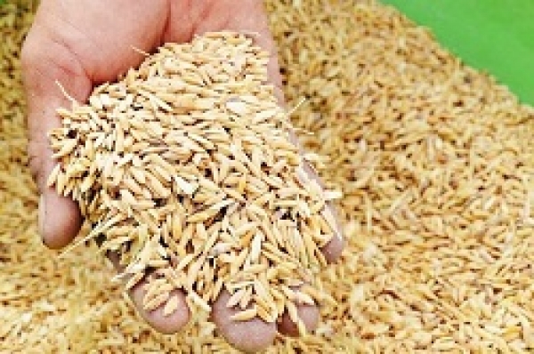 Độ ẩm thích hợp để bảo quản thóc gạo luôn thơm ngon và được lâu