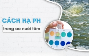 Bật mí cách hạ pH trong ao nuôi tôm nhanh chóng, dễ áp dụng